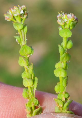 Lepidium lepidioides (Coss. & Durieu) Al-Shehbaz [7/9]