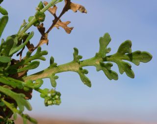 Lepidium lepidioides (Coss. & Durieu) Al-Shehbaz [8/9]