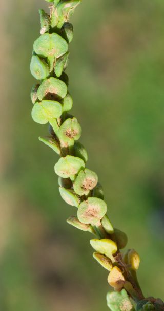 Lepidium lepidioides (Coss. & Durieu) Al-Shehbaz [9/9]