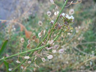 Lobularia maritima (L.) Desv. [1/10]