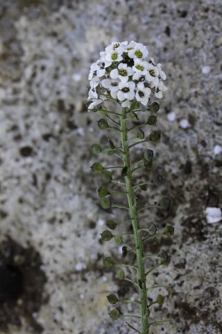 Lobularia maritima (L.) Desv. [9/10]