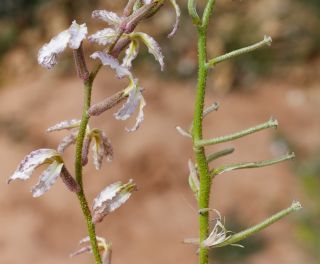 Matthiola longipetala subsp. livida (Delile) Maire [2/7]