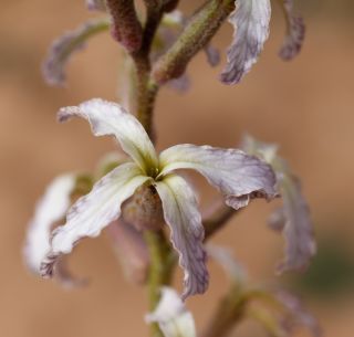 Matthiola longipetala subsp. livida (Delile) Maire [3/7]