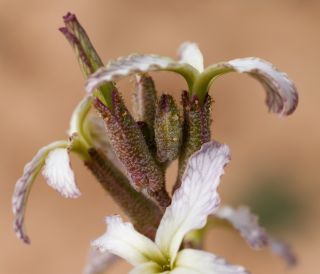 Matthiola longipetala subsp. livida (Delile) Maire [4/7]