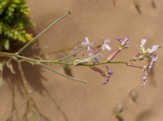 Matthiola longipetala subsp. livida (Delile) Maire [6/7]