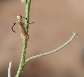Matthiola longipetala subsp. livida (Delile) Maire [7/7]