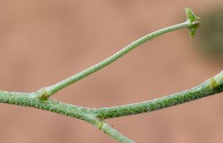 Matthiola longipetala (Vent.) DC. subsp. viridis (P. Conti) Maire [12/13]