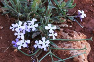 Matthiola lunata DC. [10/11]