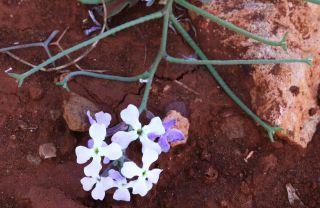 Matthiola lunata DC. [11/11]