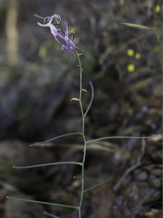 Matthiola maroccana Cosson [12/16]
