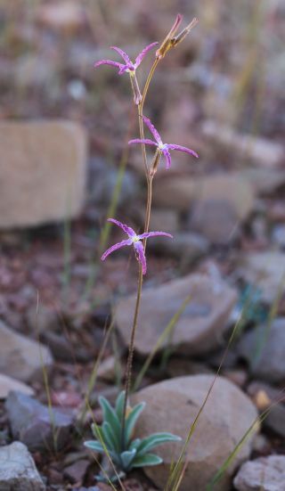 Matthiola maroccana Cosson [17/17]