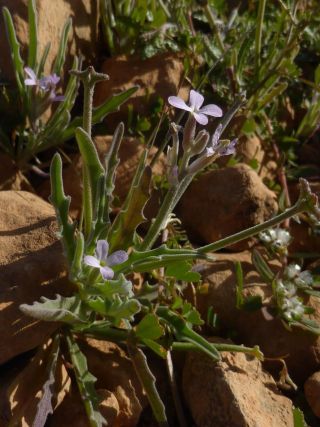 Matthiola parviflora (Schousb.) R.Br. [10/12]