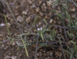 Matthiola parviflora (Schousb.) R.Br. [1/12]