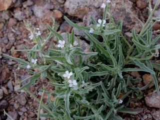 Matthiola parviflora (Schousb.) R.Br. [5/12]