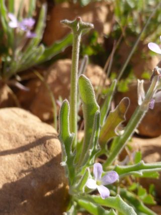Matthiola parviflora (Schousb.) R.Br. [11/12]