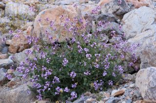 Moricandia suffruticosa (Desf.) Coss. & Durieu [12/14]