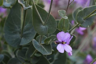Moricandia suffruticosa (Desf.) Coss. & Durieu [13/14]