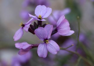 Moricandia suffruticosa (Desf.) Coss. & Durieu [14/14]