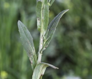 Neslia paniculata subsp. thracica (Velen.) Bornm. [6/8]