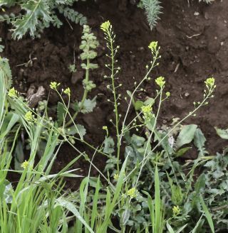 Neslia paniculata subsp. thracica (Velen.) Bornm. [2/8]