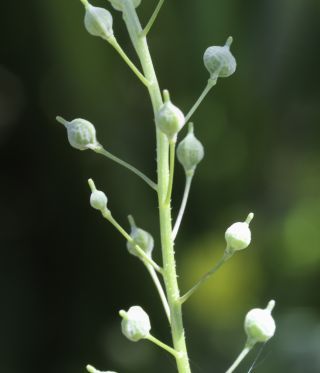 Neslia paniculata subsp. thracica (Velen.) Bornm. [8/8]