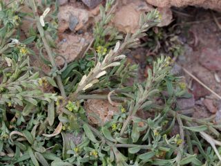 Notoceras bicorne (Aiton) Caruel [6/10]