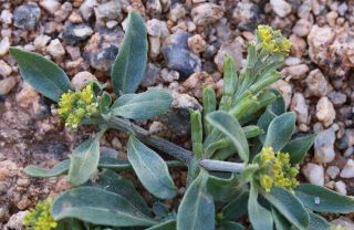 Notoceras bicorne (Aiton) Caruel [11/12]