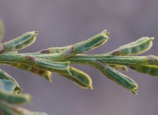 Notoceras bicorne (Aiton) Caruel [12/12]