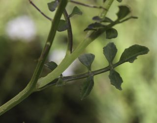 Rorippa africana subsp. mesatlantica Litard. & Maire [5/11]
