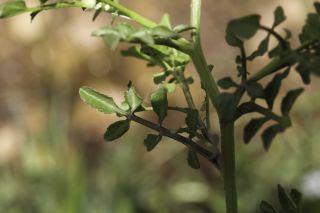 Rorippa africana subsp. mesatlantica Litard. & Maire [6/11]