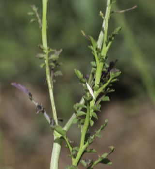 Rorippa africana subsp. mesatlantica Litard. & Maire [9/11]