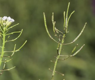 Rorippa africana subsp. mesatlantica Litard. & Maire [11/11]