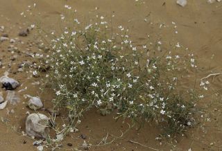Savignya parviflora subsp. longistyla (Boiss. & Reut.) Maire [4/12]