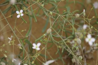 Savignya parviflora subsp. longistyla (Boiss. & Reut.) Maire [5/12]