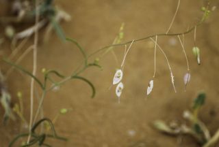 Savignya parviflora subsp. longistyla (Boiss. & Reut.) Maire [7/12]