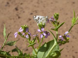 Schouwia purpurea (Forssk.) Schweinf. [9/13]