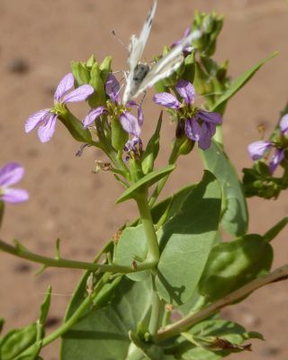 Schouwia purpurea (Forssk.) Schweinf. [10/13]