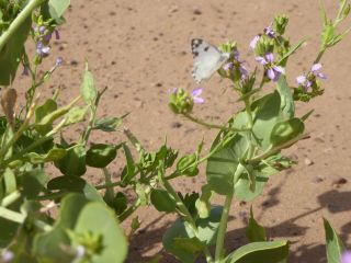 Schouwia purpurea (Forssk.) Schweinf. [11/13]