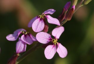 Schouwia purpurea (Forssk.) Schweinf. [13/13]