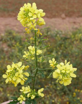 Sinapis alba L. [2/9]
