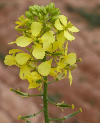 Sinapis alba L. [4/9]