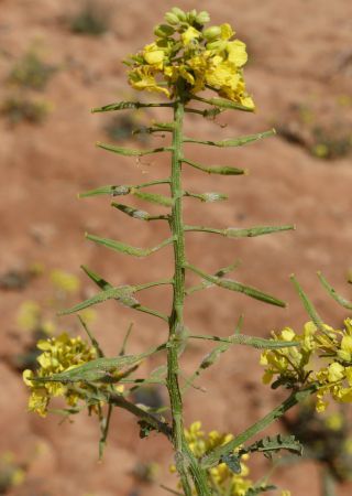 Sinapis alba L. [9/9]