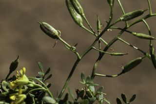 Sisymbrella aspera subsp. munbyana (Boiss. & Reut.) Greuter & Burdet [6/8]