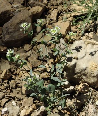 Thlaspi perfoliatum L.subsp. perfoliatum [5/11]