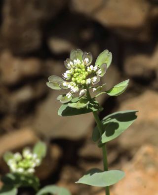 Thlaspi perfoliatum L.subsp. perfoliatum [9/11]