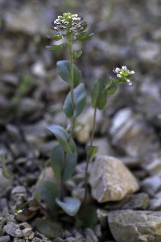 Thlaspi perfoliatum L.subsp. perfoliatum [3/11]