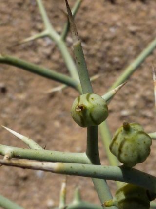 Zilla spinosa subsp. costata Maire & Weiller [4/5]