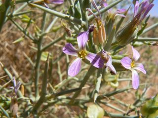 Zilla spinosa (L.) Prantl subsp. macroptera (Cosson) Maire et Weiller [1/13]