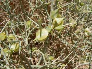 Zilla spinosa (L.) Prantl subsp. macroptera (Cosson) Maire et Weiller [2/13]