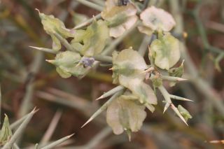 Zilla spinosa (L.) Prantl subsp. macroptera (Cosson) Maire et Weiller [11/13]